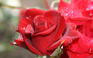 Red rose water droplets macro 26 - a red rose free wallpaper