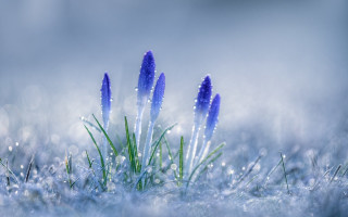 Blue flowers snow drops macro - drop of water free wallpaper
