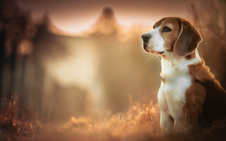 Dog field sunset mountains light - a sunset in the background and a mountain in the distance free wallpaper