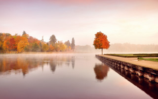 Tree edge lake fall fog - autumn free wallpaper