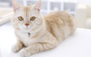 White cat collar wide eyed - its neck free wallpaper