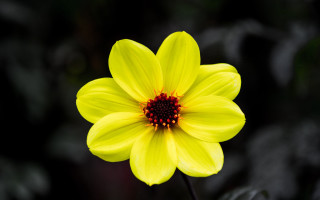 Yellow flower red center garden - a yellow flower free wallpaper