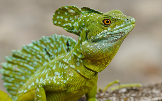 Green lizard yellow eye branch - a yellow eye free wallpaper