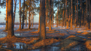Dirt road forest snow puddle - the middle free wallpaper
