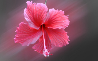 Pink flower white center black - photorealistic imagery free wallpaper for desktop