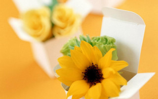 Yellow flower white box table 2 - other flower free wallpaper