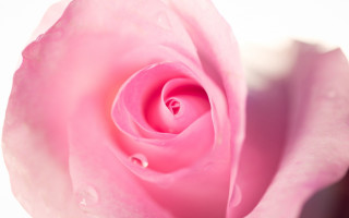 Pink rose water droplets closeup - petal and petals free wallpaper