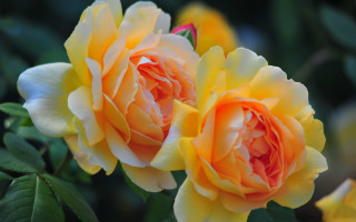 Yellow rose blurry background macro 2 - rose free wallpaper