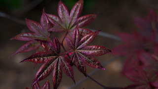 Red leafed plant blurry background - a blurry background of leaves free wallpaper