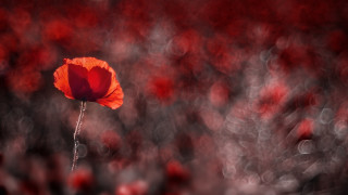Red flower field bokeh macro - single free wallpaper