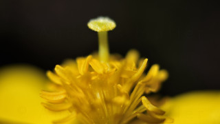 Yellow flower macro art photography - tiny free wallpaper
