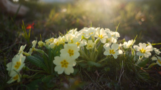 Flowers grass sunshine blurry nature - the grass together free wallpaper