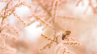 Bee flower tree pink blossoms - a bee free wallpaper