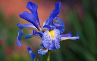 Blue flower yellow stamens garden 2 - betye saar free wallpaper