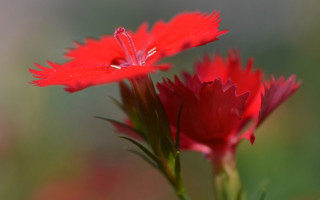 Red spider lily macro blurry 3 - a red flower free wallpaper