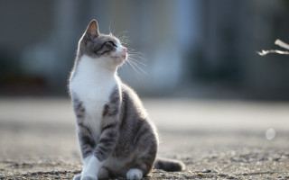 Cat looking up beach sand - something free wallpaper