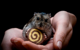 Hamster food spiral rayonnement animal - a piece of food free wallpaper