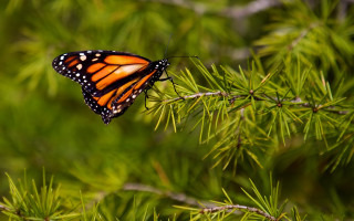 Monarch butterfly pine forest macro - ecological art free wallpaper for desktop