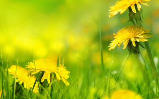 Yellow field flower macro blurry - the background and a blurry background free wallpaper