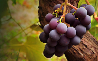 Grapes hanging from tree forest - a bunch of grapes free wallpaper