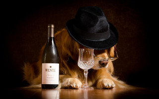 Dog hat glasses wine still - a bottle of wine and a glass of wine free wallpaper