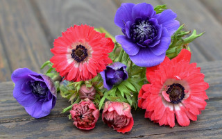 Flowers table blue rose hydrangea - a table together free wallpaper