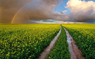 Dirt road field rainbow sky - a rainbow in the background and a rainbow in the sky above free wallpaper