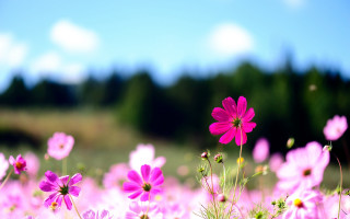Pink flower field sky trees 2 - chang daichien free wallpaper