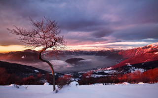 Snowy tree mountains sunset landscape - sunset free wallpaper