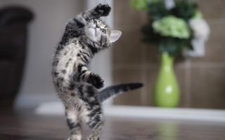 Kitten stand vase flowers chair - its hind leg free wallpaper