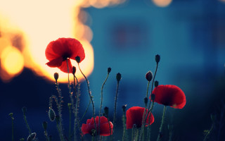 Red flowers field building sunset - a sunset in the background free wallpaper