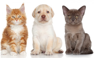 Three cats and dog white - carlos catasse free wallpaper for desktop