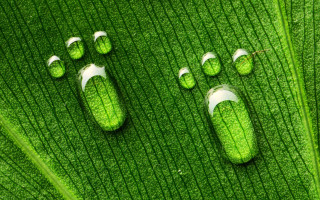Green leaf with white flowers - the top of it free wallpaper