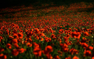 Red flower autumn leaves blurry 2 - red flower free wallpaper