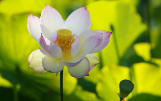 Pink white flower yellow center 2 - simple free wallpaper for desktop