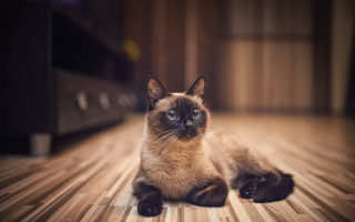 Cat shiba inu wooden floor - a wooden floor free wallpaper