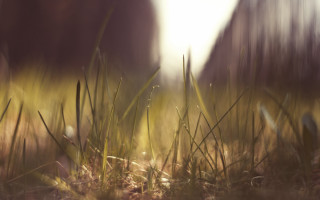 Blurry forest tiltshift flare nature - tonalism free wallpaper