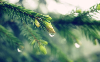 Pine water drop macro nature - a drop of water free wallpaper