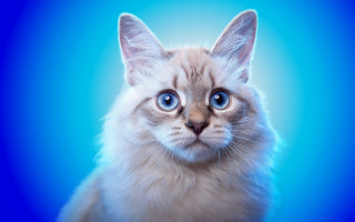 White cat blue eyes 3d - a cat free wallpaper