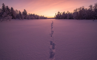 Snowy trail sunset trees bushes - primitivism free wallpaper