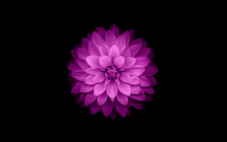 Purple hydrangea white center generative - the dark background free wallpaper