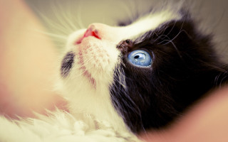 Black white cat blue eyes - cat free wallpaper