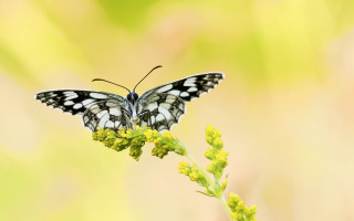Butterfly flower yellow green wings - a flower free wallpaper