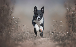 Dog running tall grass flower - tall grass free wallpaper