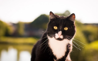 Black cat yellow eyes blurry - cat free wallpaper