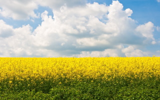 Yellow flowers horse cloudy sky - cloudy free wallpaper