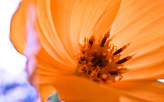 Flower blurry background autumn fire 2 - macro photography free wallpaper