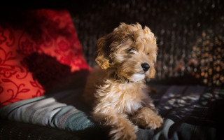 Small dog couch red pillow - a small dog free wallpaper