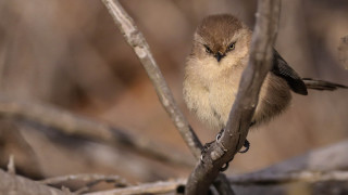 Small bird perched branch leaves 3 - angry free wallpaper