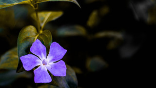 Purple flower green leaves black - dennis flanders free wallpaper